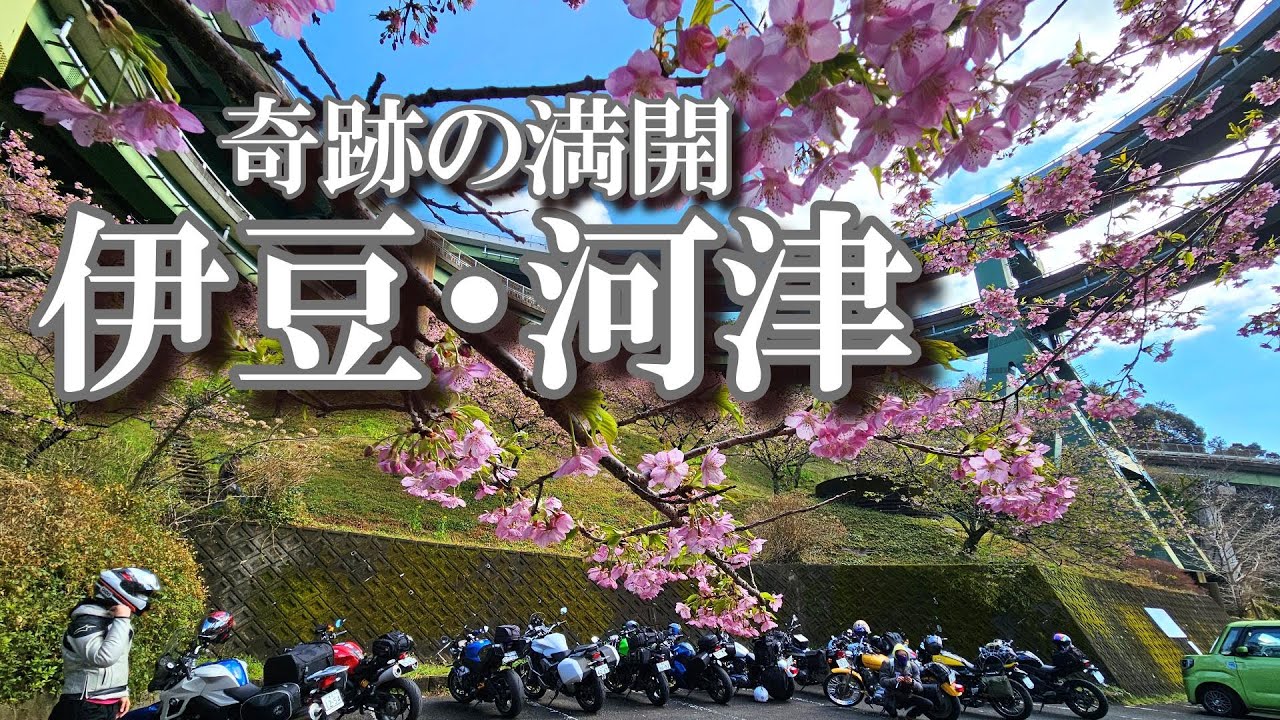 【伊豆・河津町】河津桜×夜桜×絶景ホテルの女子ツーリング【モトブログ】izu　japan