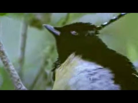 Animal mating ritual of the exotic greater bird of paradise - David Attenborough - BBC wildlife