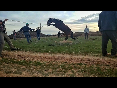 Video: Bir At Nasıl Kuşanılır?
