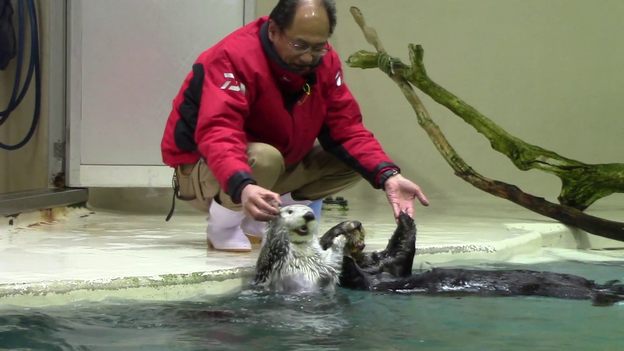 Sea Otter Training at Toba Aquarium (1/28/18)