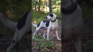 Pointer Mix Loves To Follow Her Nose