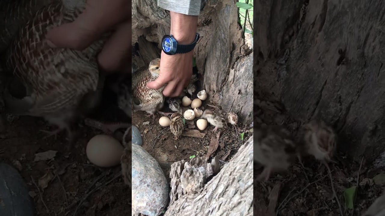 Dakhni teetar ki breeding !Teetar ki Bacchae  ! Teetar chicks !birds !gery teetar !irani !