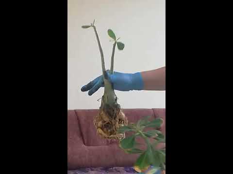 ადენიუმის გადარგვა Adenium