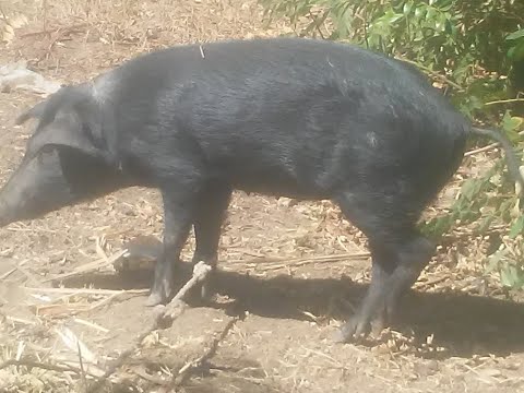 Vídeo: Com Retallar Les Urpes D’un Porc