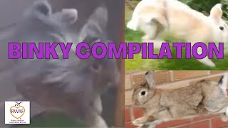 Rabbit Binky Compilation- RWAF Binky Day 2019!