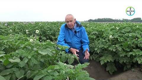 Infinito: De vertrouwde kracht tegen Phytophthora in aardappelen