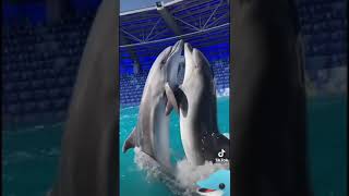 Дельфины танцуют ламбада  🐬🐬🐬