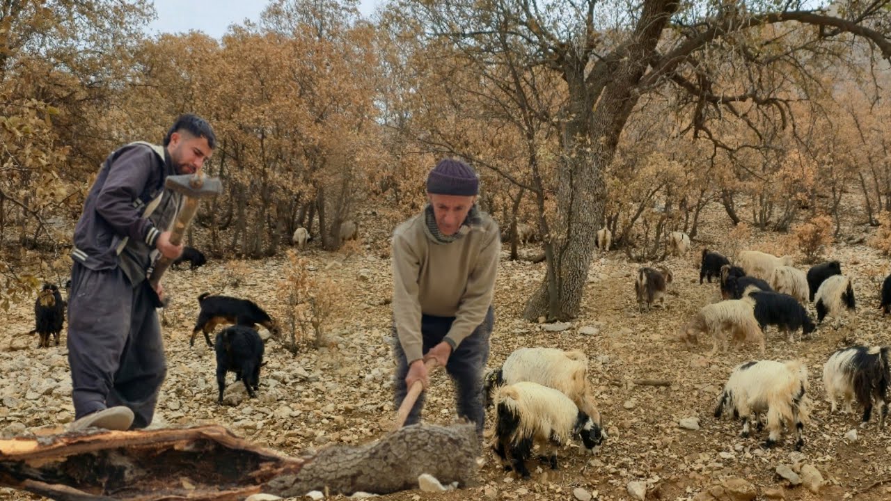 Nomadic Life | A Hard Day Grazing Goats and Collecting Firewood in the ...