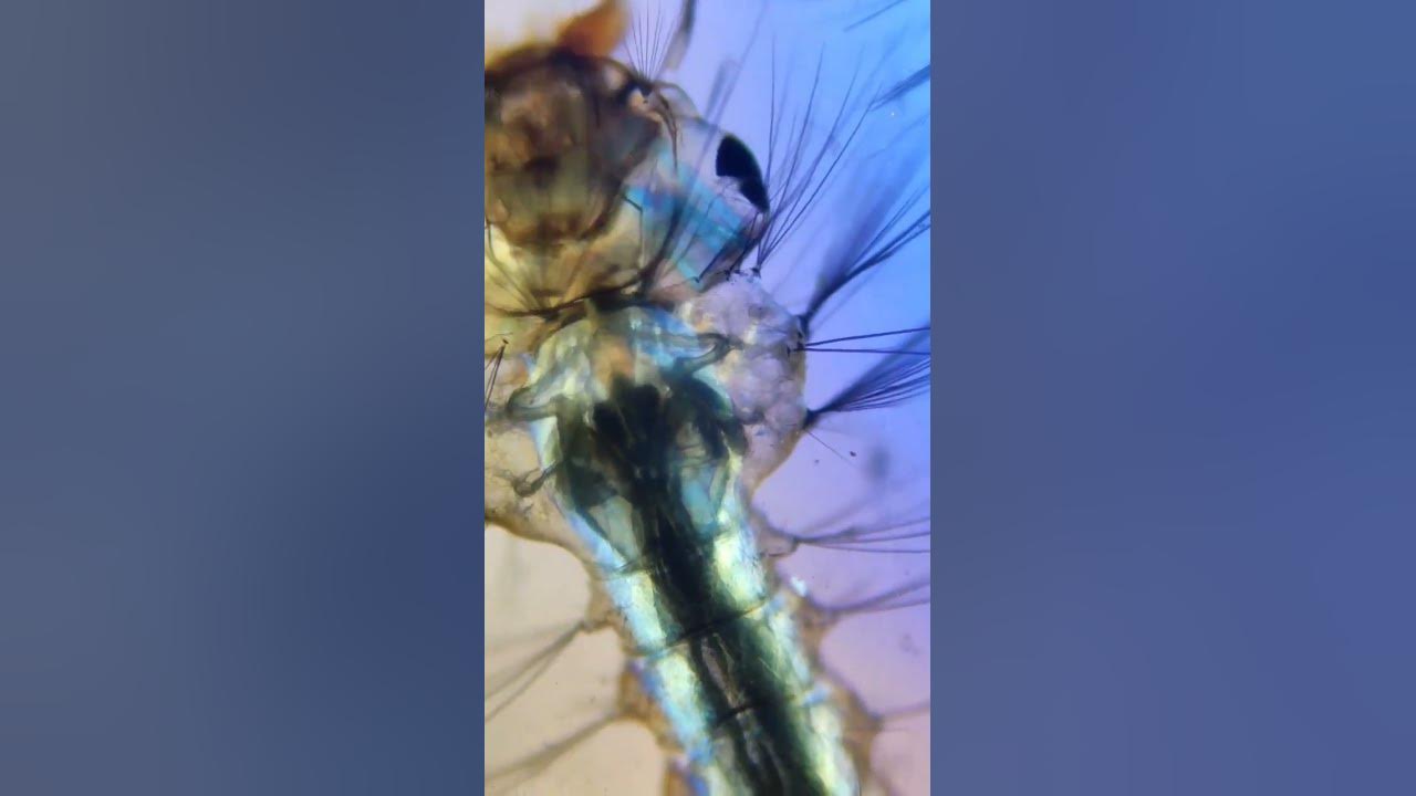 Дождевая вода под микроскопом Музейное занятие "Жизнь в капле воды" 2019, Городской округ город Киров дата и