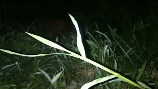 Relaksasi Suara Jangkrik Dan Angin Bikin Hati Tenang Pada Malam Hari