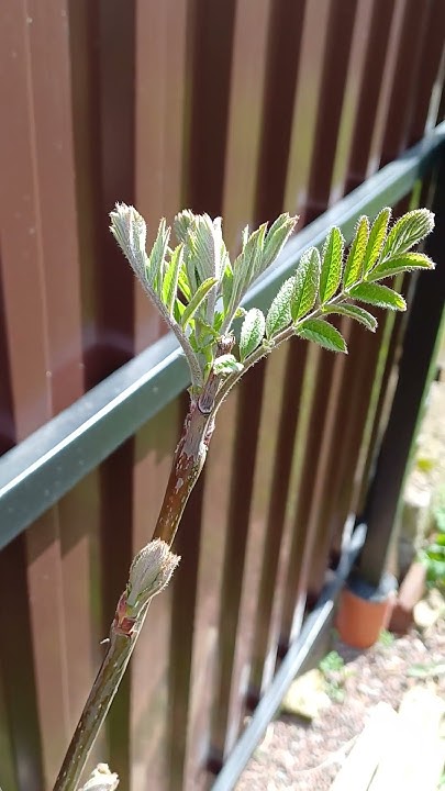 Рябина Пинк Вэйл #сад #дача #рябина #питомникрастений - YouTube