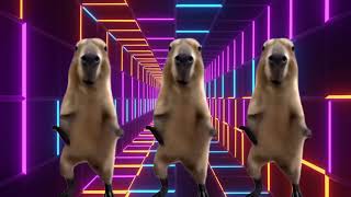 Capybara Dancing
