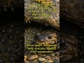 Giant Salamander vs Rival Males — the truth behind their river feud