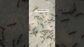 😳 ईयरविग डर्माप्टेरा 🪳 ll #earwig #insects #shorts #viral