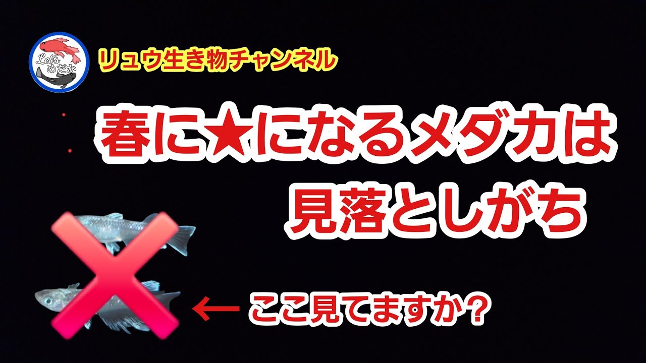 春は水換えだけじゃない、メダカの落ちる原因