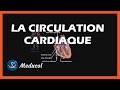 La Circulation Cardiaque : La Circulation du Sang dans le Coeur