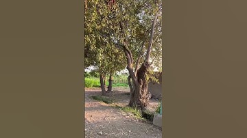 الشيخ محمد صديق المنشاوي سورة لقمان