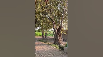 الشيخ محمد صديق المنشاوي سورة لقمان