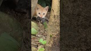 cat hunt rat live video #cat #kitten #pets #animals #homestead #catworld #globalaudience #shortsfeed