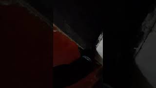 Pechichon Comsentido