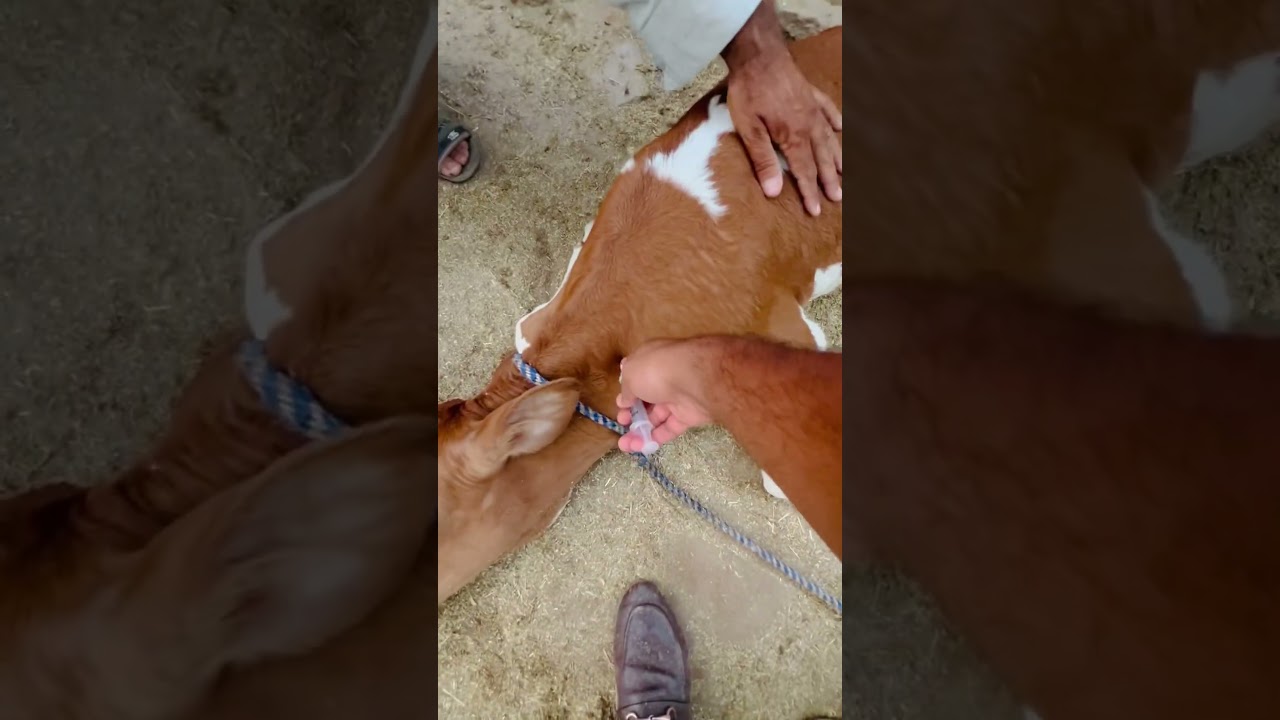 Debudding of calf 