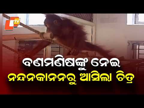 Nandankanan Orangutan Cubs Recovering, Fever Down and Weight Gradually Rising