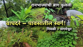 वाघदरे – पावसातील स्वर्ग! जंगलात जणू रानभाज्यांची बागच फुलली😍 Konkan Village Forest, Sangameshwar