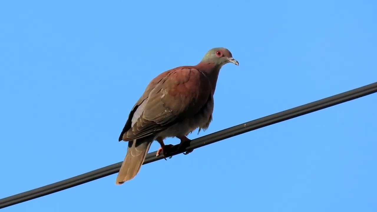 Pale-vented Pigeon/ Paloma Colorada (Patagioenas cayennensis) 