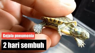 Cara ampuh pengobatan gejala pneumonia pada baby kura kura