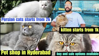 Pet 🐕 Market in Hyderabad| Persian Cat| Himalayan Cat| Kitten for sale #mehboobchowk