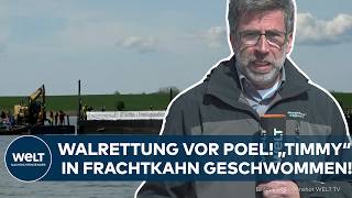 WALRETTUNG VOR POEL: „Timmy“ in Frachtkahn geschwommen!