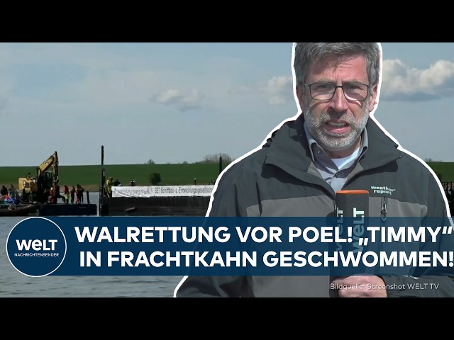 WALRETTUNG VOR POEL: „Timmy“ in Frachtkahn geschwommen!