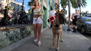Cash 2.0 Great Dane Christmas Day Special on Rodeo Drive in Beverly Hills (2 of 3)