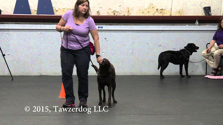 Reliability for Reactive Dogs with Control Unleash...