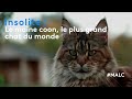 Insolite  le maine coon le plus grand chat du monde