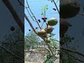 ciruelas