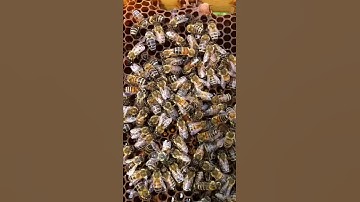 Identifying Queenless Honey Bee Colonies