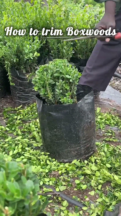 Boxwood trimming anyone can follow 🌿 #garden #nursery #plants