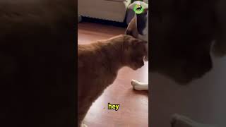 Cat punks dog!! #shorts #shortsfeed #memesvideo #animalmemes #reels