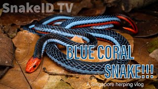 Blue Coral Snake!!!   4K