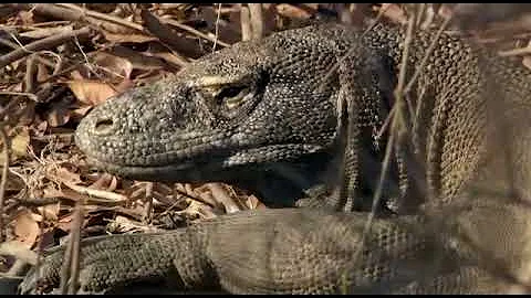 Komodo Hunt a Buffalo Epic Hunt Part 2 ||Not To Miss Video|| bbc Documentary|| 2k18