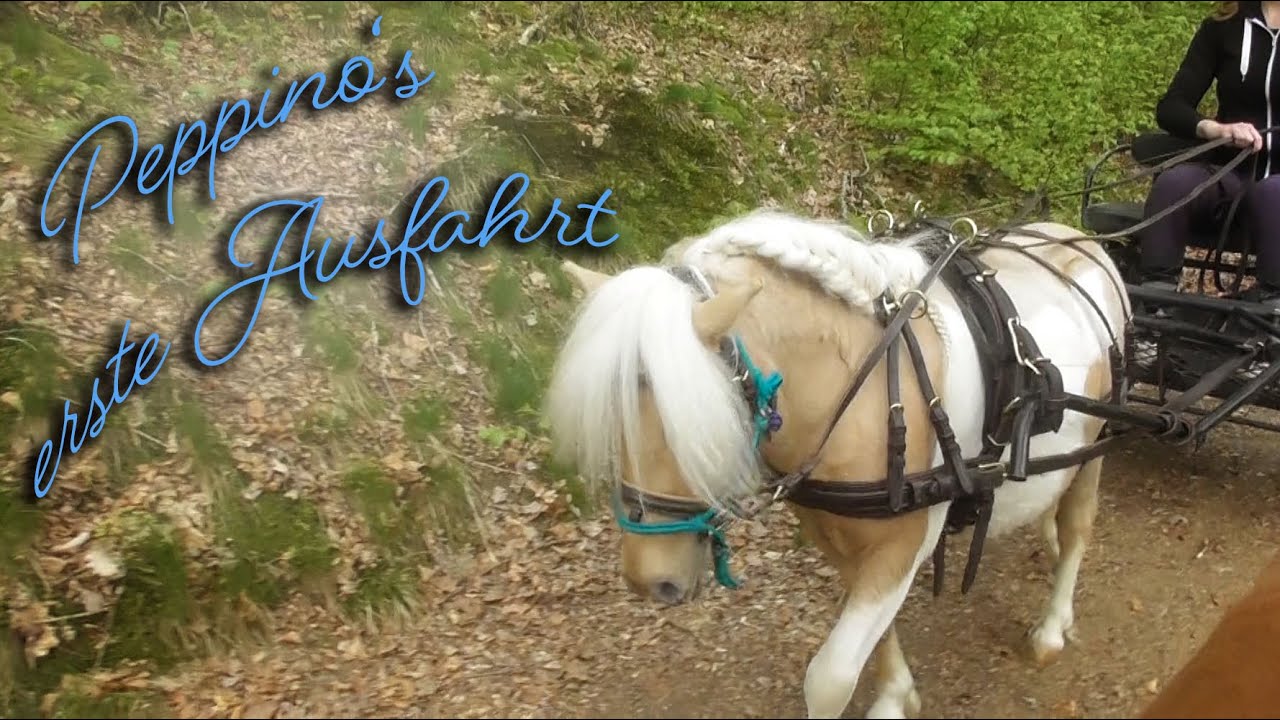 Peppinos erste Ausfahrt❤️🦄🌲🌳🍀