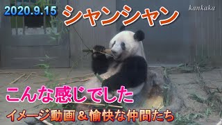 2020.9.15 シャンシャン こんな感じでした 愉快な仲間たちも登場