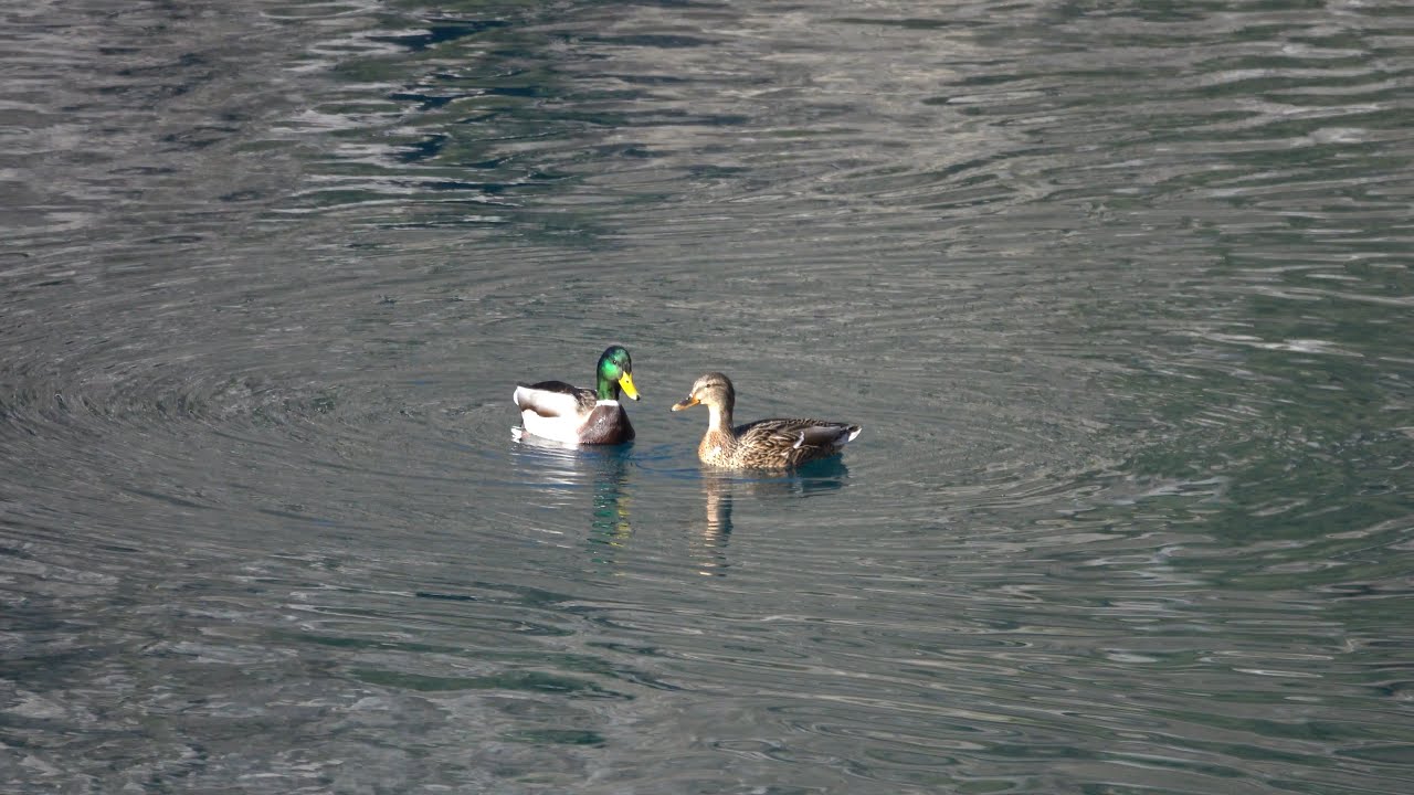 Germano reale - Accoppiamento