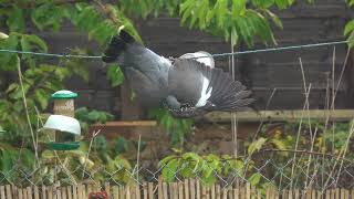 Pigeon hangs upside down to feed by FurLinedUK 182 views 1 year ago 34 seconds