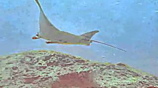 Canon G11 Diving in Manta Point, Bali - August 2010 [Rough Cut]
