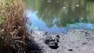 I Removed A Huge, Rotten Piece of Garbage From The Muddy River of Boston