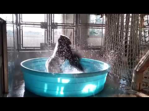 Gorilla dancing to Maniac