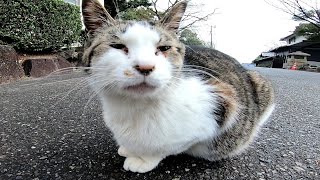 参拝者を出迎えるお寺の猫