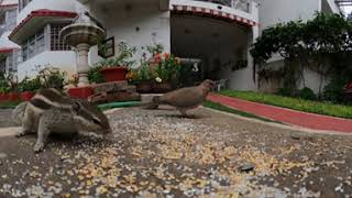 Dove 1 @deepaksankat